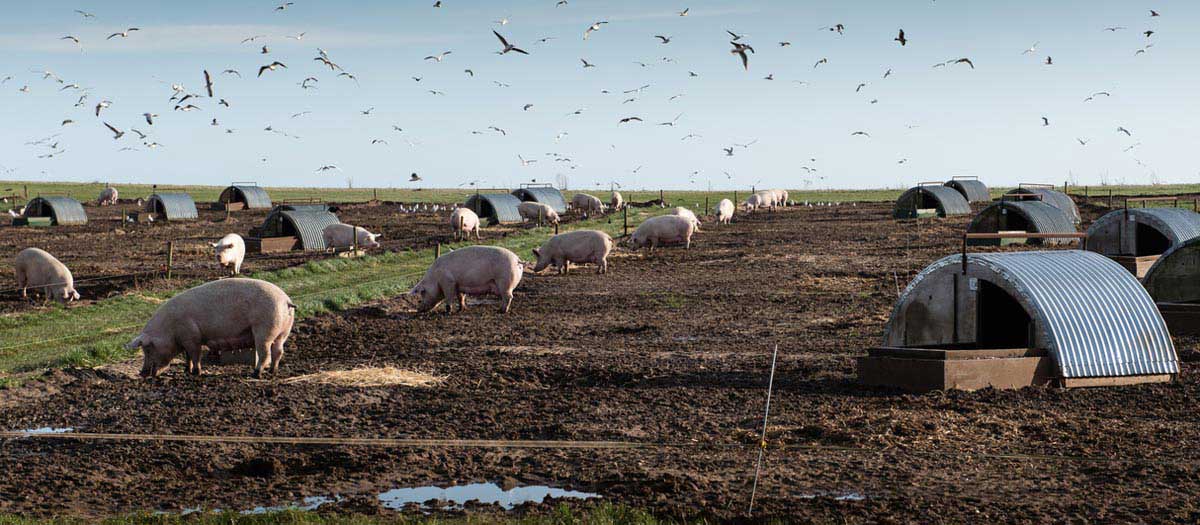 Pigs enjoying their feeding time. iStock.com/Martin Tosh