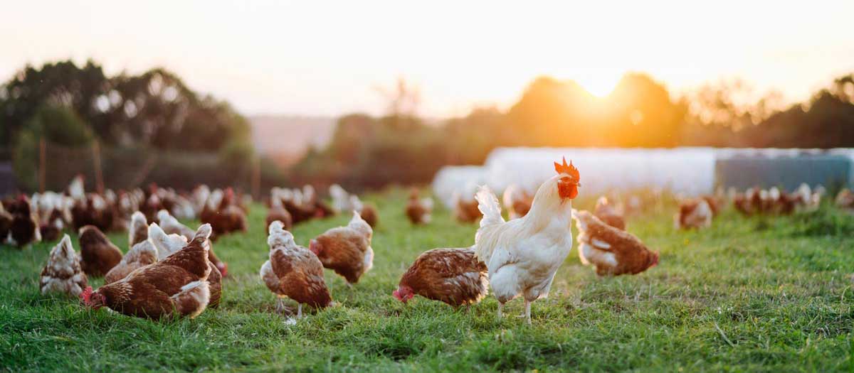 Free range chickens get some exercise in front of their housing barn. iStock.com/Sonja Filitz