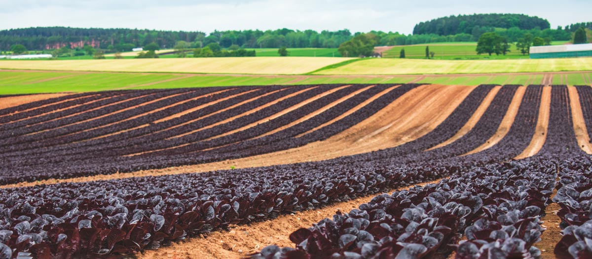 Salad crops in Shropshire. iStock.com/Caroline Anderson