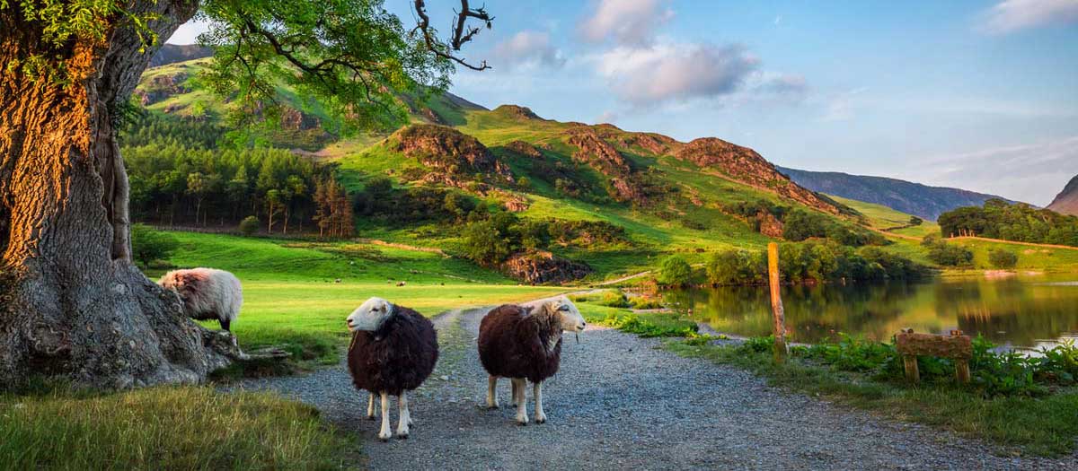 Two sheep among the hills of the Lake District. iStock.com/Shaiith