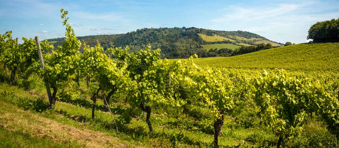 Wine grapes growing in Surrey. Picture: TomCarpenter/Shutterstock.com.