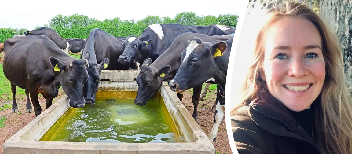 Claire Eastham and dairy cattle.