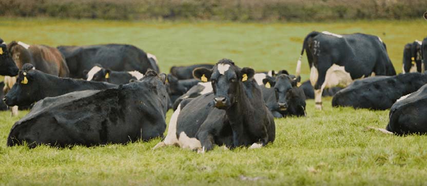 Dairy cows in a field.