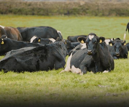 Dairy cows in a field.