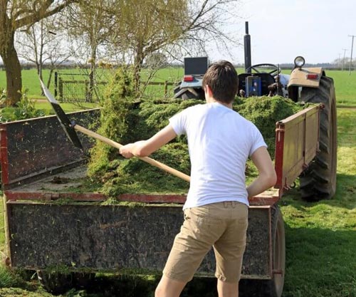 Farmer shoveling grass into a trailer.