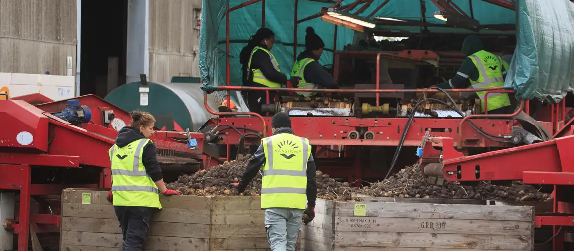 Potato sorting team working for Greens of Soham.