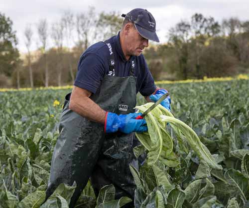 Skills and staffing are important issues to the horticulture sector.