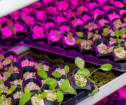 Seedlings being cultivated in a hydroponics controlled environment. iStock.com/yzhensiang