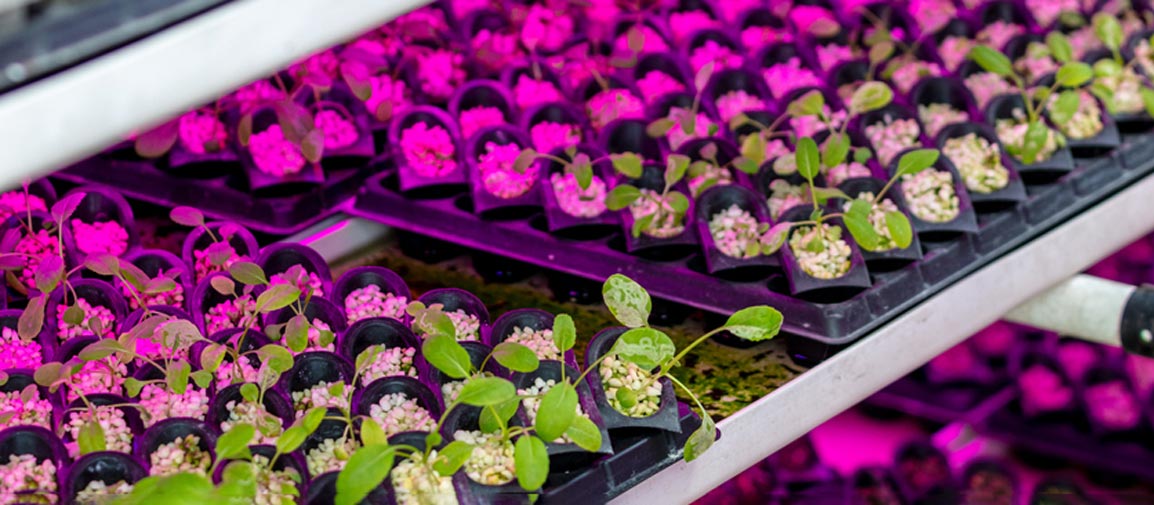 Seedlings being cultivated in a controlled hydroponics environment. iStock.com/yzhensiang