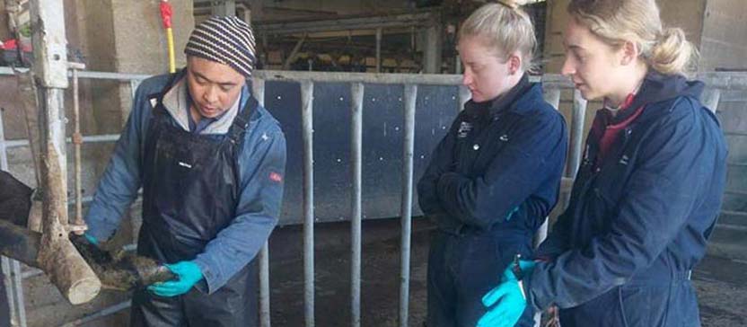 Herdsman shows two students how to inspect a cow's hoof.