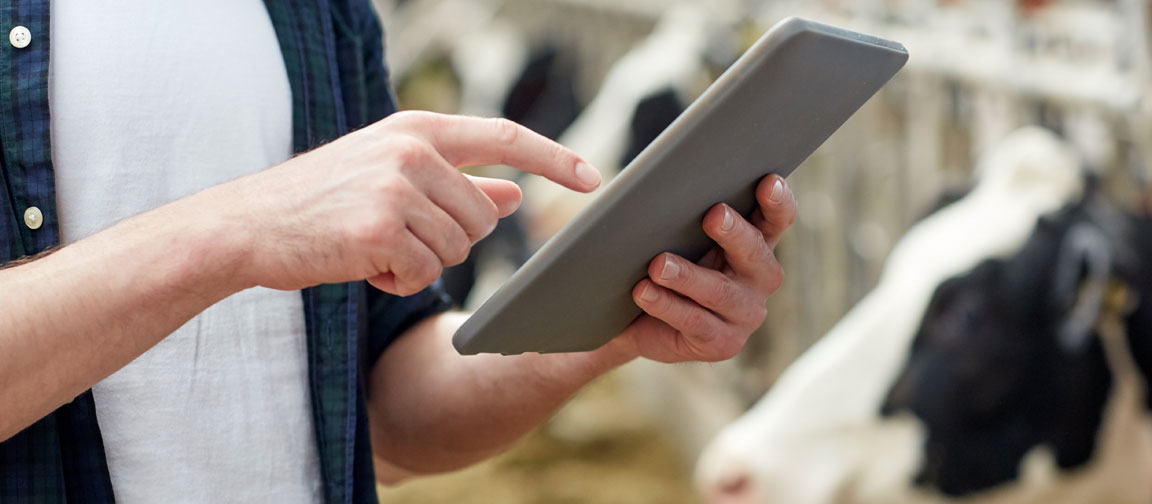 Man reading tablet while stood in dairy cattle barn.