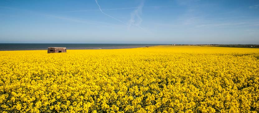 Oilseed rape field with wartime fortification. iStock.com/Tao_M