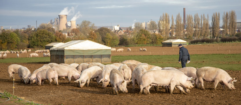 Pig farmer. Picture: Ruth Downing.