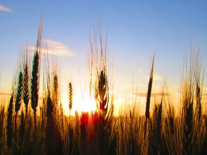 Find out how you can boost efficiencies on your farm by adopting technology.