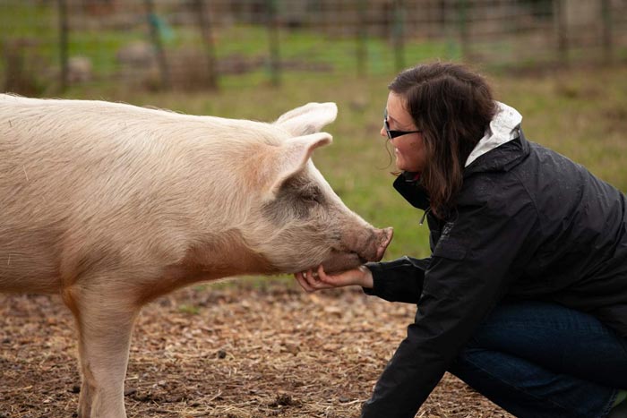 Happy and healthy pig on farm. iStock.com/Jevtic