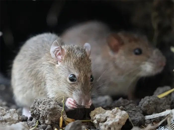 Get accredited to buy farm-use pesticides by preparing for your exam with this easy-to-understand online course.