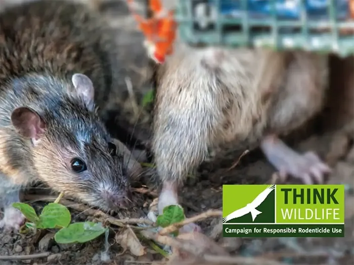 Get all the knowledge you need to pass your Lantra Level 2 Award in Rodent Management, so you can evidence your capabilities when buying rodenticides.