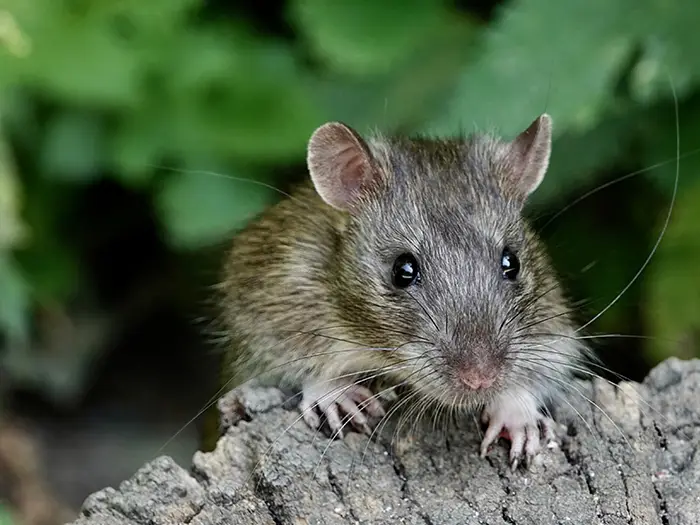 CRRU: Stewardship update.