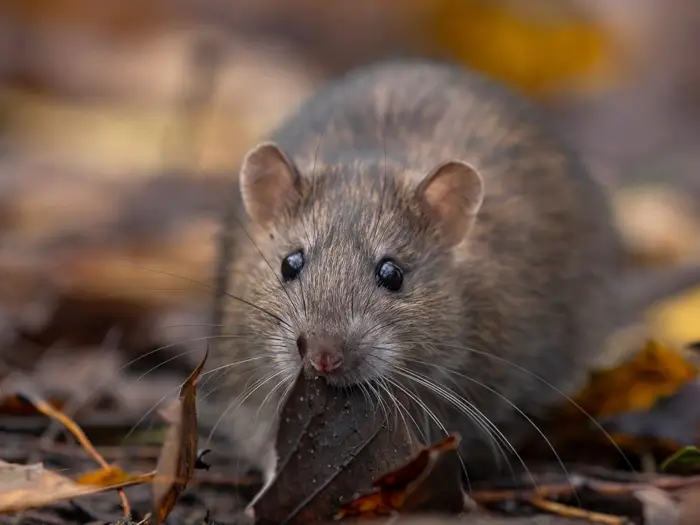 Rat on-farm. Picture: JonPauling, pixabay.