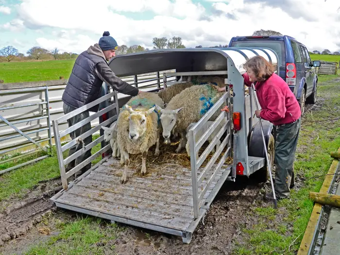 Alan and Linda Whalley handling sheep at Baron's Fold Farm, Lancashire.