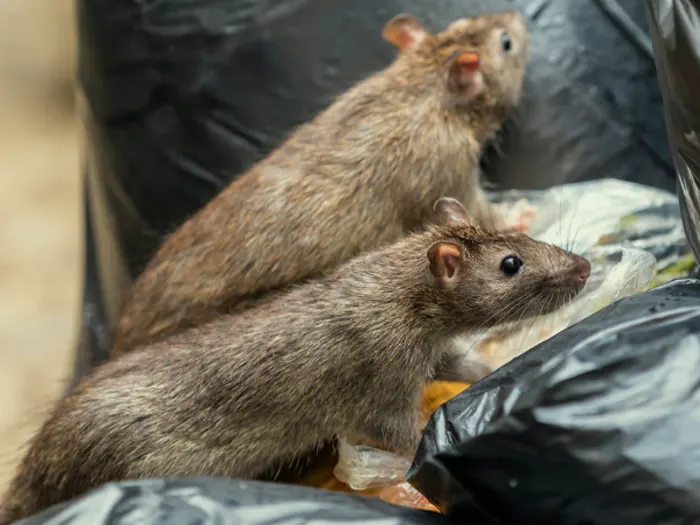 Surveying can help you identify priority areas for rodenticide application on-farm.