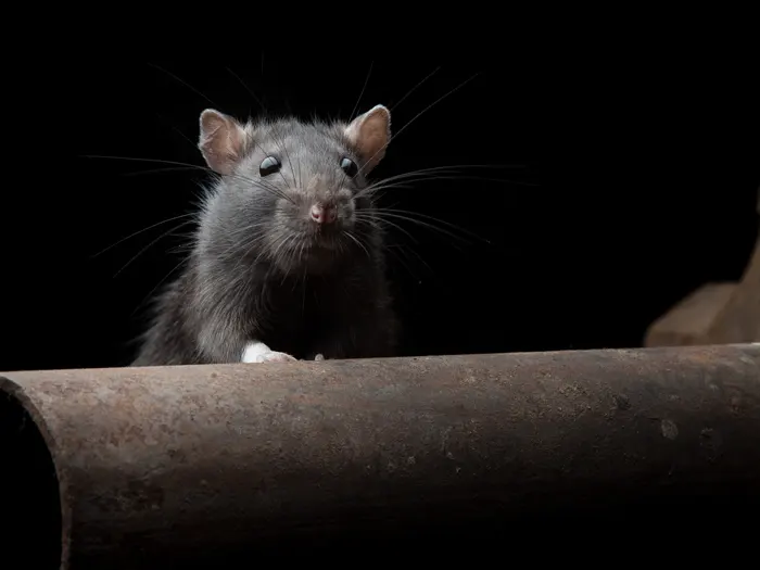 Find out how you can safely manage the threat posed by rodents, and the chemicals used to control them, on your farm.