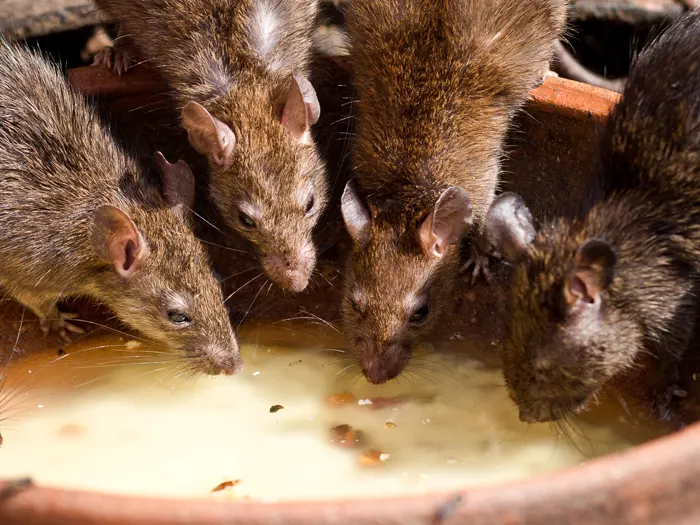 Understanding how rodents think can help you ensure your rodenticides don't go to waste.