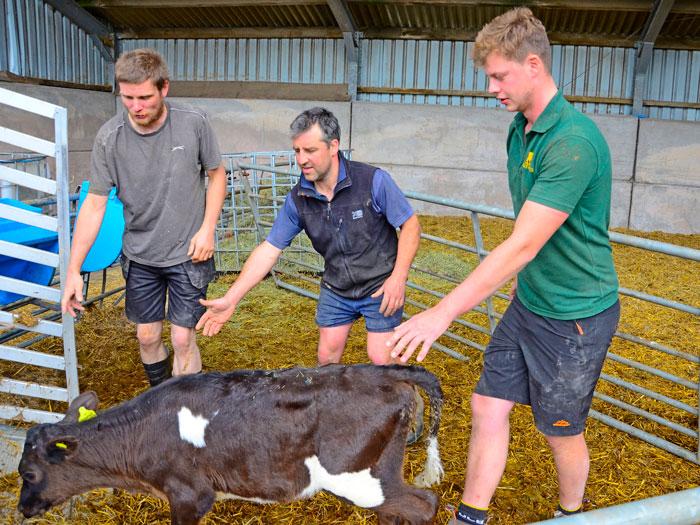 Farmer helping train two young staff on how to handle a young dairy calf.