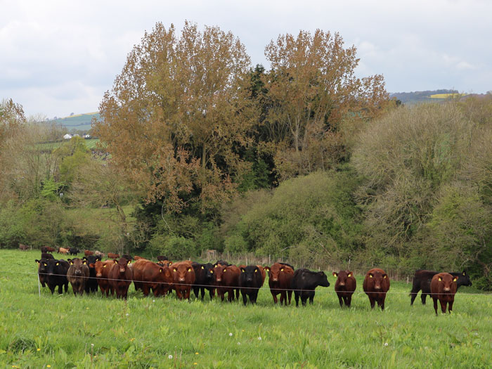 Get a quick understanding of the key principles of sustainable farming and the top tips on starting your own journey.