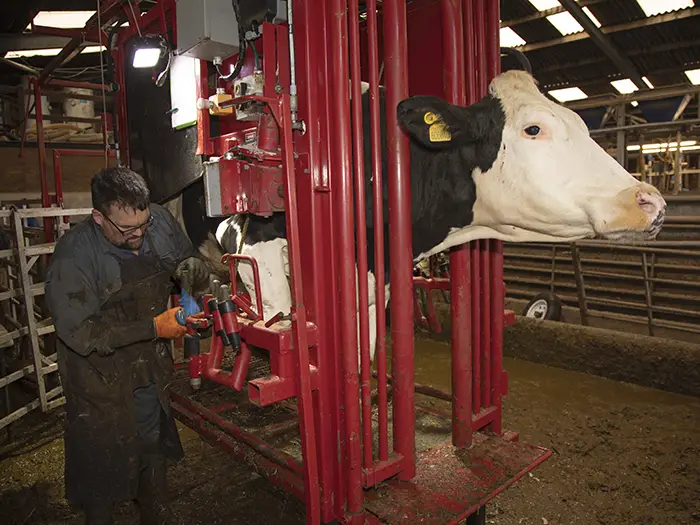Hoof trimmers play an important role in maintaining the health and wellbeing of productive herds.