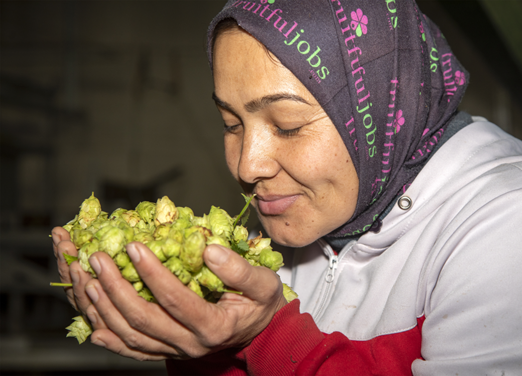 A lady wearing a headscarf holds a handful of hops and takes in their aroma