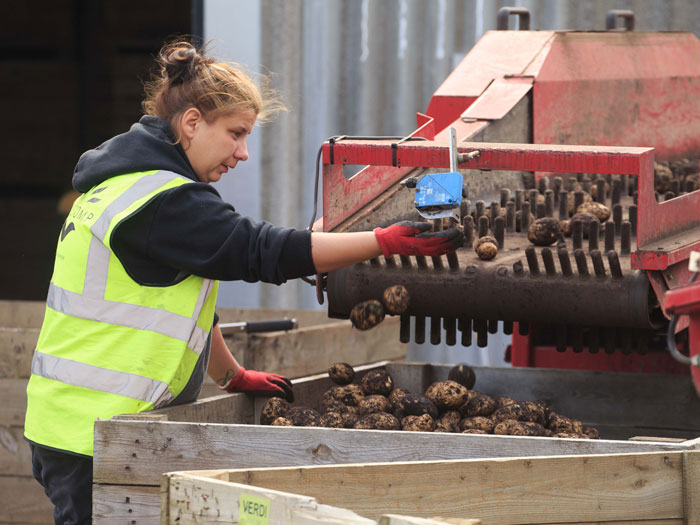 Grading is an important step in the processing of potato crops.