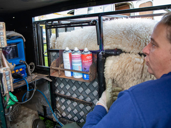 Sheep scanner at work. Picture: Ruth Downing.