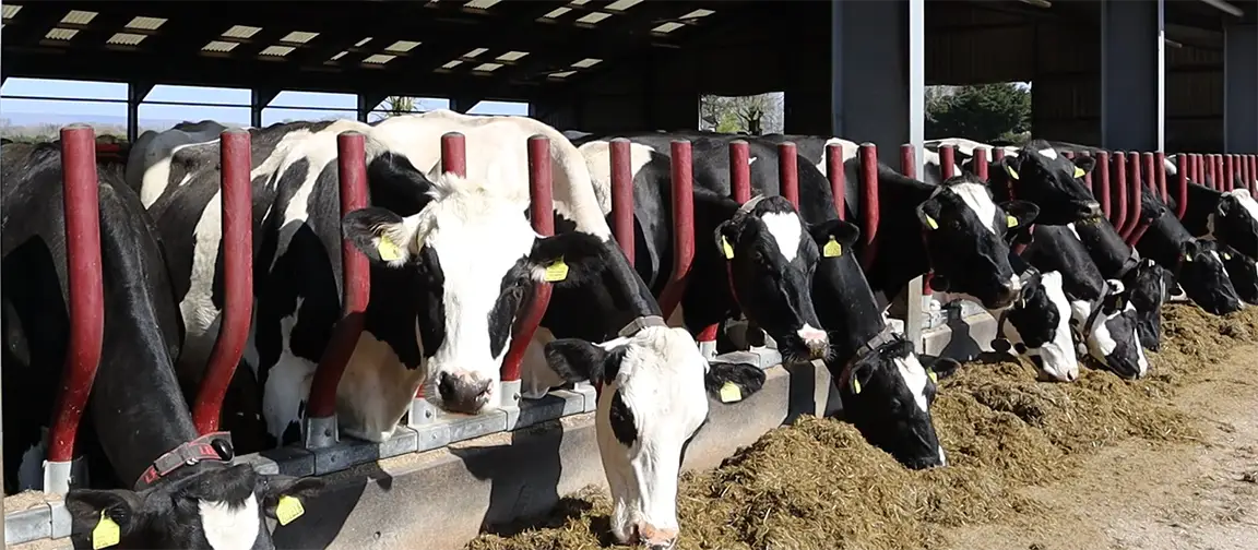 The first week with the new robotic system was a challenge as the cattle had to learn the system, too. Picture: Riccardo Magliola/tiah.org.