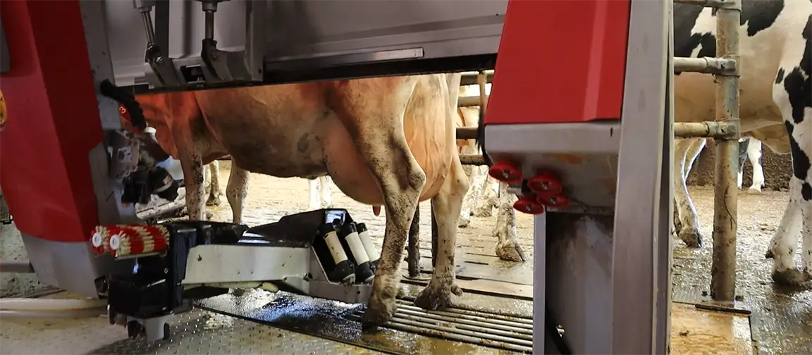 The Eccles family are planning to invest in another milking robot so they can bring house their first-calving cows separately, allowing them to better monitor the health of that potentially vulnerable group. Picture: Riccardo Magliola/tiah.org.