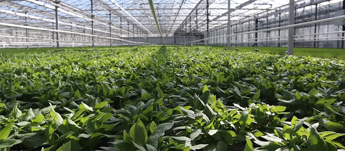 All aspects of the herbs' environment are controlled in the huge glasshouses at Runcton.