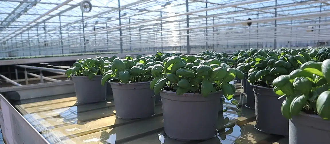 The team at Vitacress Herbs, Sussex, manage up to three million crops in the glasshouses at any one time. Picture: Riccardo Magliola/tiah.org