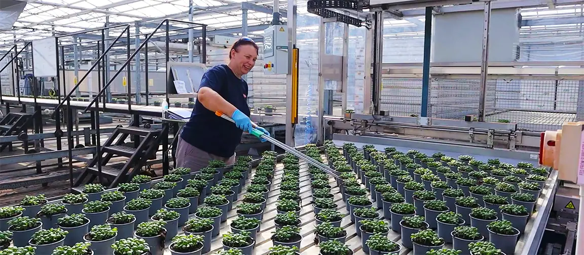 Glasshouse worker at Vitacress Herbs, Runcton, Sussex. Picture: Riccardo Magliola/tiah.org.
