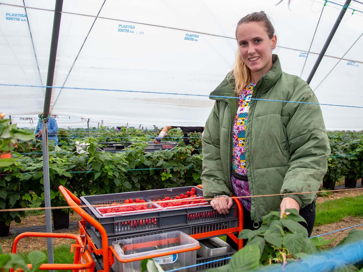 Production operative picking raspberries in a protected environment.